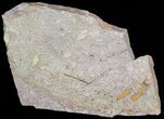 Wide Eocrinoid (Ascocystites) Plate - Ordovician #72108-2